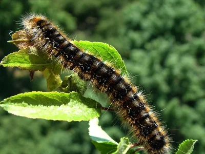 Eriogaster (E.) catax