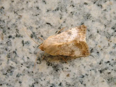 Heliothis (Heliothis) nubigera