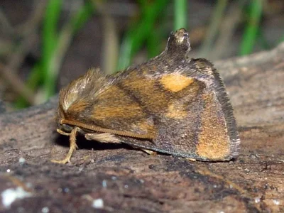 Apoda limacodes
