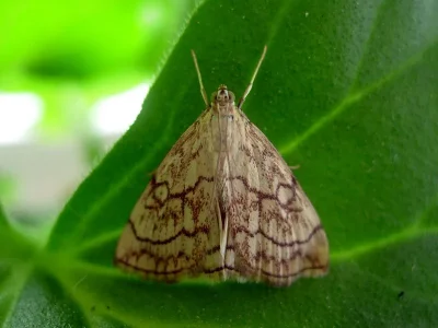 Evergestis pallidata