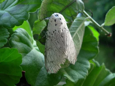 Cerura (Apocerura) erminea