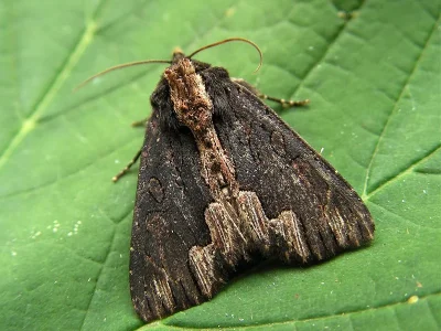 Dypterygia scabriuscula