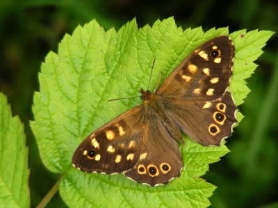 Pararge aegeria