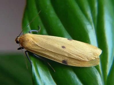 Lithosia quadra