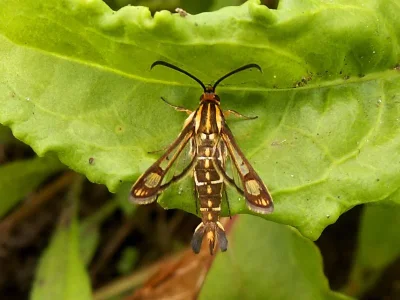 Pyropteron (Synansphecia) triannuliformis