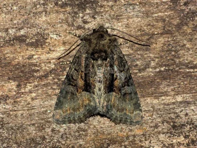 Oligia latruncula