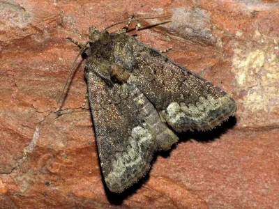Oligia strigilis