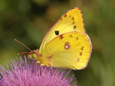 Colias hyale