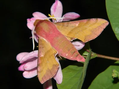 Deilephila porcellus