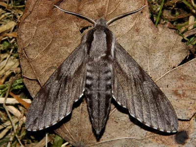 Sphinx pinastri