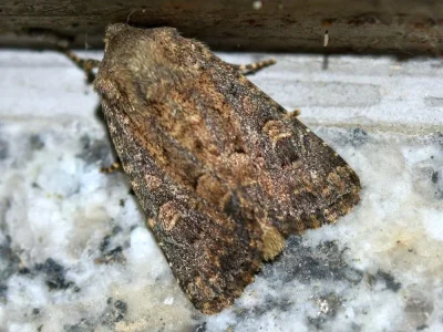 Luperina testacea