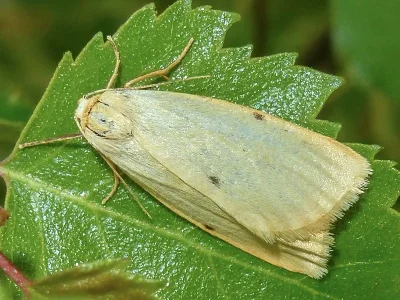 Cybosia mesomella