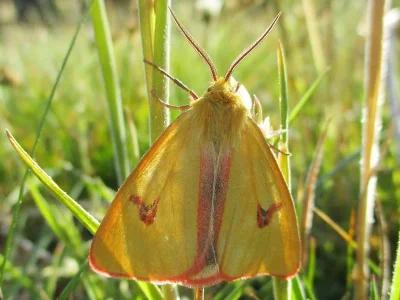 Diacrisia sannio