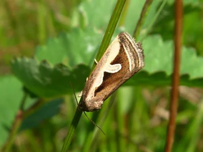 Deltote uncula