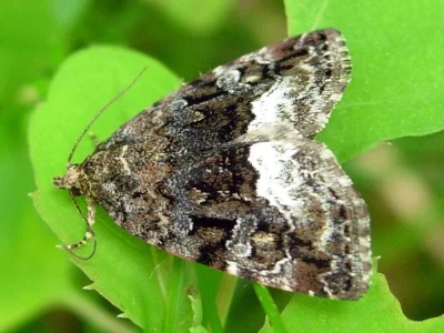 Deltote pygarga