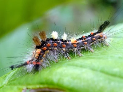 Orgyia (Orgyia) antiqua