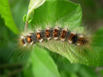 Euproctis (Euproctis) chrysorrhoea