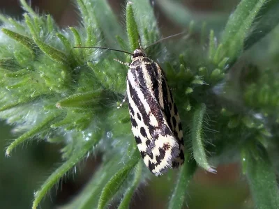Acontia (Emmelia) trabealis