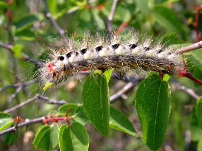 Acronicta (Viminia) euphorbiae