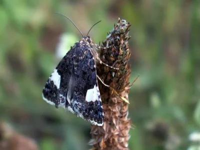 Tyta luctuosa