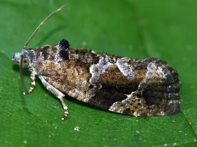 Eudemis porphyrana