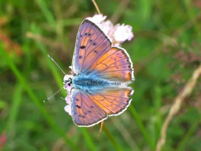 Lycaena (Thersamolycaena) alciphron