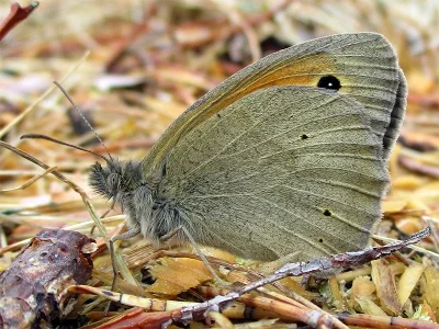 Maniola jurtina