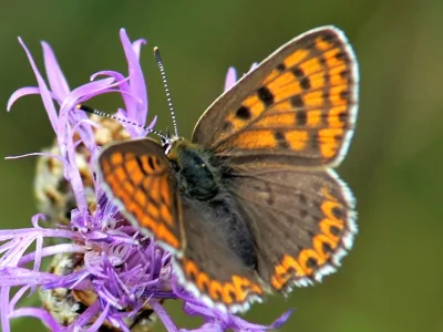 Lycaena (Heodes) tityrus