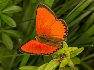 Lycaena (Heodes) virgaureae