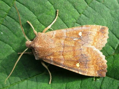 Eupsilia transversa