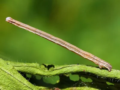 Scopula (S.) immorata