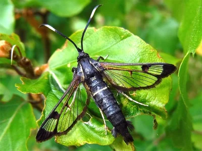 Synanthedon spheciformis