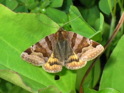 Euclidia (Euclidia) glyphica