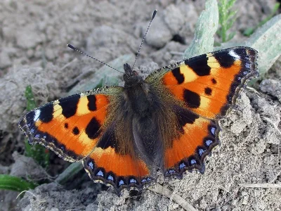 Aglais urticae
