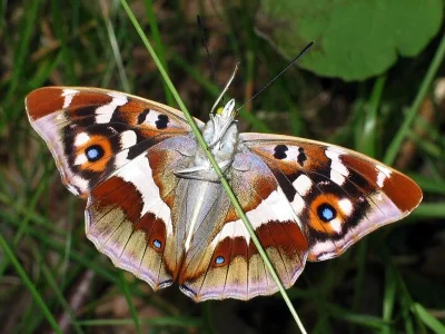 Apatura iris