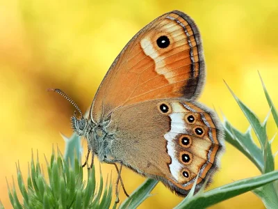 Coenonympha dorus