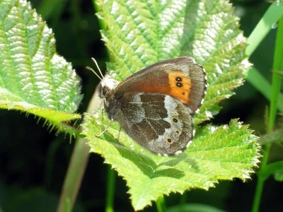 Erebia euryale