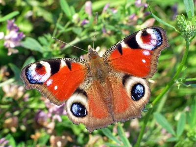 Aglais io