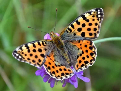 Issoria lathonia