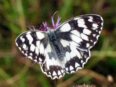 Melanargia (Melanargia) galathea