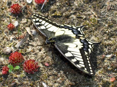 Papilio (Papilio) machaon