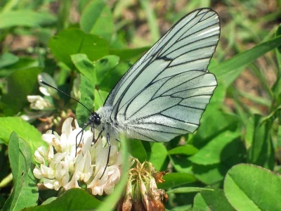 Aporia crataegi