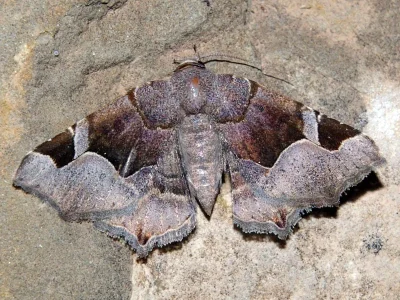 Zethes insularis