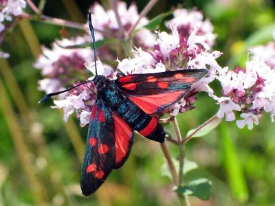 Zygaena (Zygaena) ephialtes