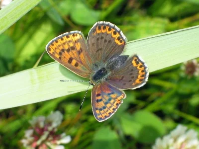 Lycaena (Heodes) tityrus
