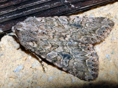 Anarta (Calocestra) trifolii