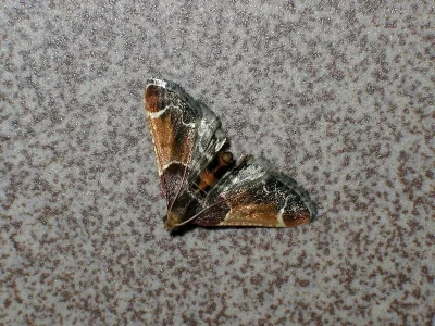Pyralis farinalis