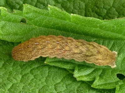 Phlogophora meticulosa