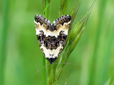 Deltote deceptoria