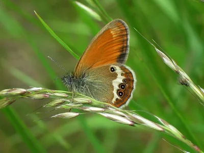 Coenonympha arcania
